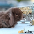 Декоративные кролики