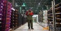 Товаровед-эксперт плодоовощной продукции