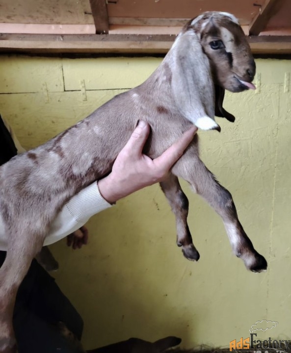 Бесплатно отдам