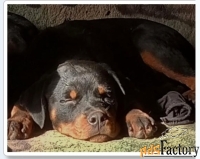 Щенки ротвейлера