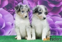 Щенки и подростки породы шелтим