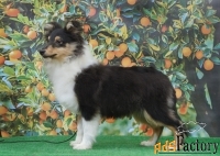 Щенки и подростки породы шелтим