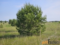 Участок 100 сот. (сельхозназначения)