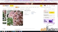 Продаю восковой плющ (лиана)