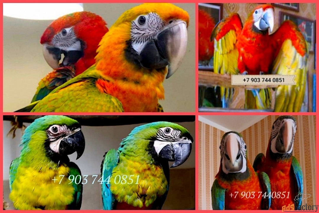 Гибриды попугаев ара - птенцы выкормыши 4 мес из питомника