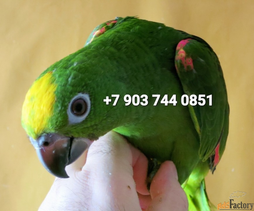 желтолобый амазон (amazona o. ochrocephala ) птенцы выкормыши