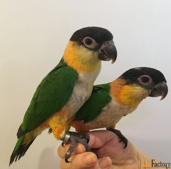 Черноголовый белобрюхий попугай ( Pionites melanocephala) птенцы