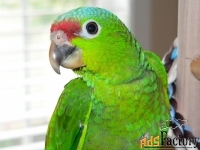 Краснолобый амазон (amazona autumnalis) птенцы выкормыши из питомника