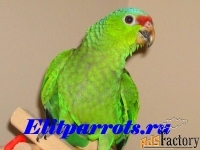 Краснолобый амазон (amazona autumnalis) птенцы выкормыши из питомника