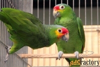 Краснолобый амазон (amazona autumnalis) птенцы выкормыши из питомника