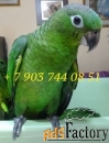 амазон мюллера (amazona farinosa) птенцы  из питомников европы