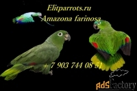 амазон мюллера (amazona farinosa) птенцы  из питомников европы