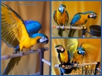 Сине желтый ара - ручные птенцы из питомника
