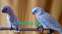 Какаду Гоффина (Cacatua goffiniana) ручные птенцы из питомника