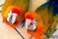 Ара Камелот (гибрид попугаев ара) -  ручные птенцы