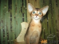 Абиссинский котенок с родословной