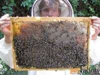 продаю пчелиных маток серой горной кавказской породы