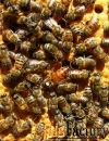 продаю пчелиных маток серой горной кавказской породы