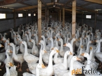 инвестиции 60 годовых, в ферму по разведению гусей