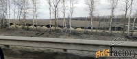 Участок 260 сот. (сельхозназначения)