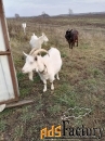 Продам коз породы Заанская-камерунская