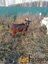 Продам коз породы Заанская-камерунская