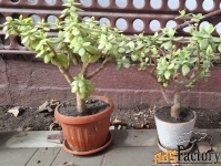 Продам 2 денежных дерева