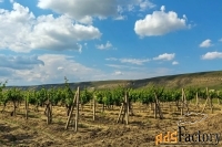 Участок 728.0 сот. (сельхозпроизводство)