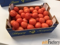 продаем томаты