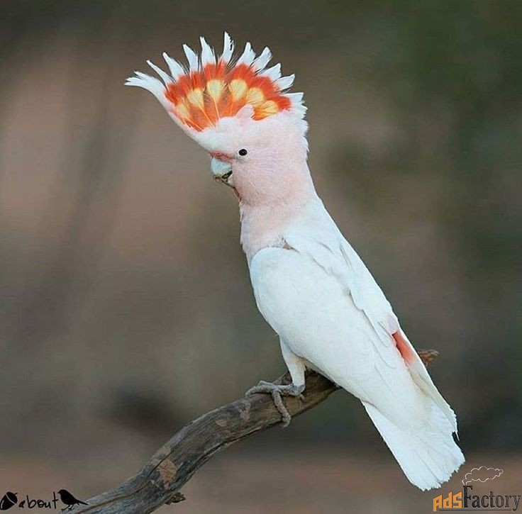 Какаду Инка