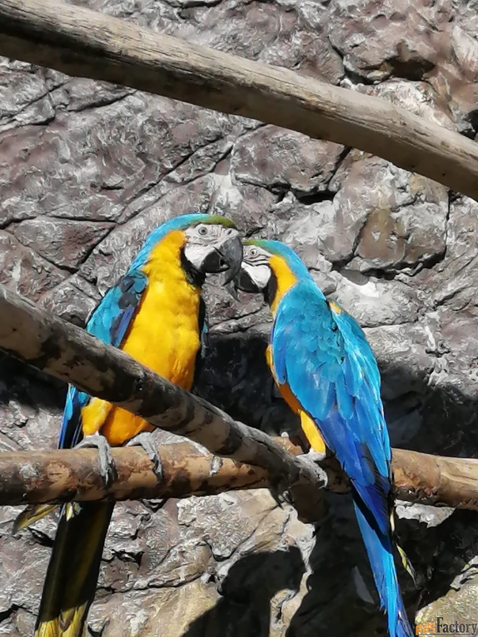 Заведите попугая Ара сине желтый
