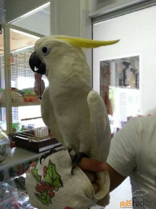 Желтохохлый Какаду