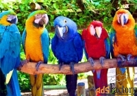 купите попугая синежелтый ара