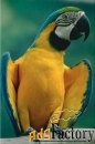 купите попугая синежелтый ара