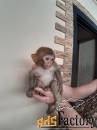 купите обезьяну макака-резус