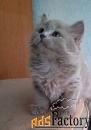 Британская длинношерстная кошечка