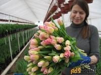Тюльпаны от производителя