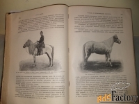 Книга о лошадях 1911г.
