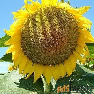 Семена гибрида подсолнечника Лимагрен купить ЛГ ТУНКА ЛГ 50270 ЛГ 5063
