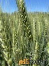 Семена  пшеницы озимой купить Аксинья Амбар Аскет Вольница Вольный Дон