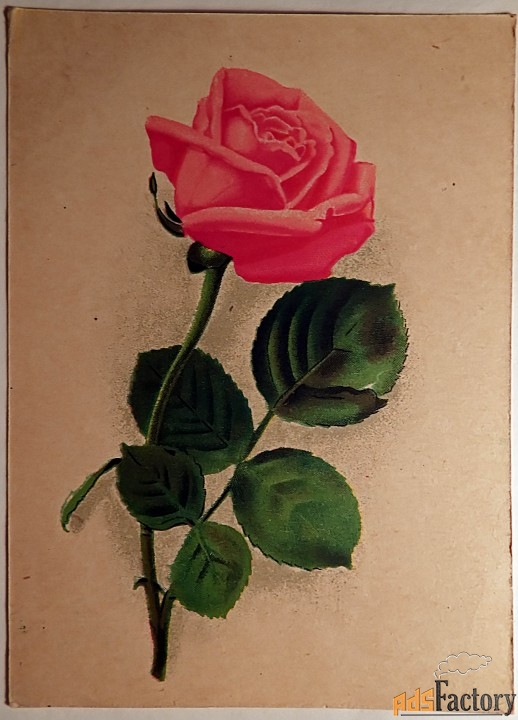 открытка роза. рига. 1950-60-е годы