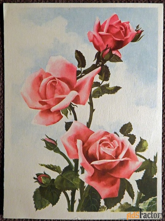 открытка розы. связьиздат. 1950 - е гг.