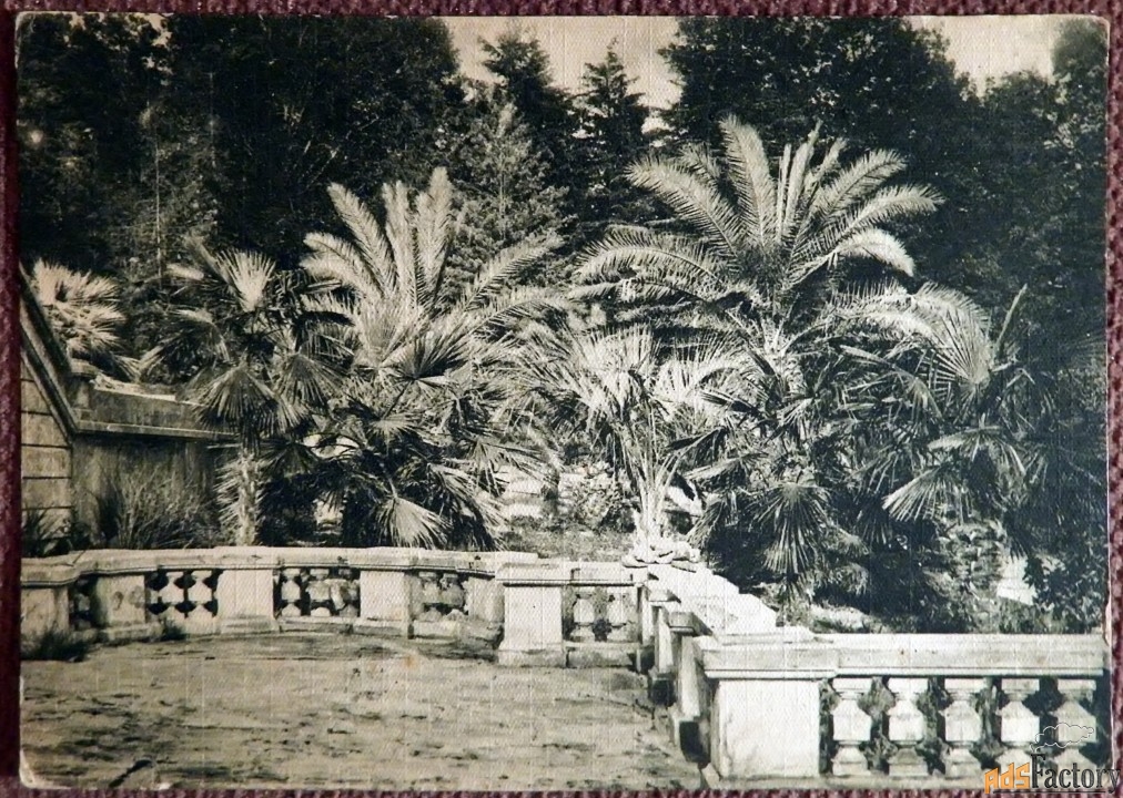 Открытка. Сочи. Парк С.-Х. Опытной Станции. 2-я площадка. 1920-е годы