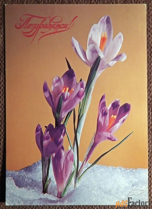 Открытка. Поздравляем. Крокусы. 1986 год