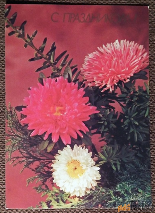 Открытка. С праздником. Хризантемы. 1990 год