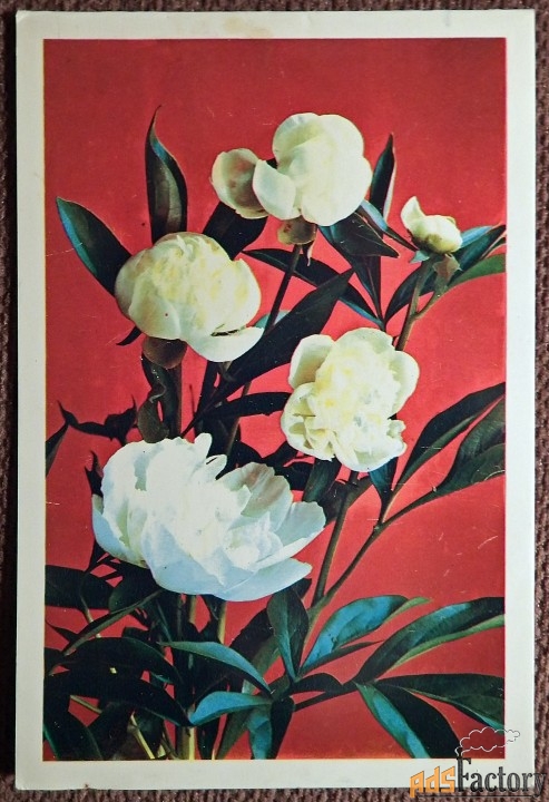 Двойная открытка. С днем рождения. Пионы. 1981 год