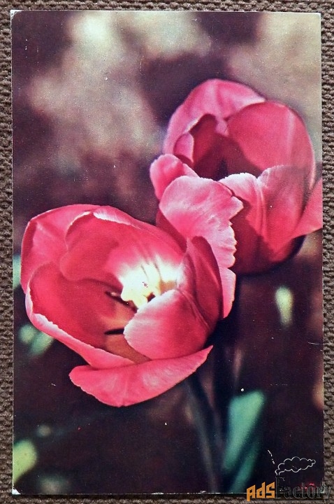 Открытка. Тюльпаны. 1974 год