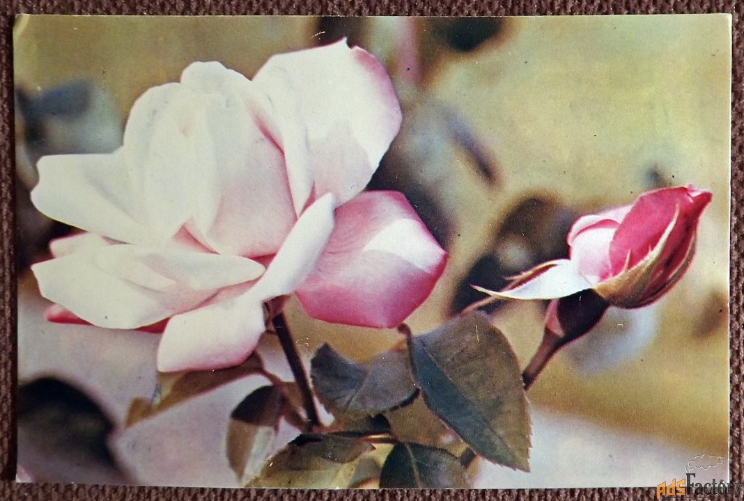 Открытка. Роза. 1973 год