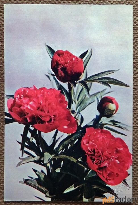 Открытка. Пионы. 1973 год