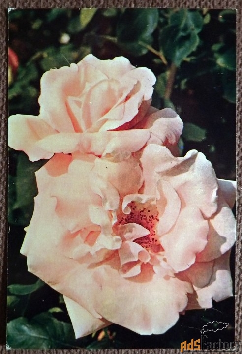 Открытка. Роза Фрау Карл Друшки. Цветы. 1973 год